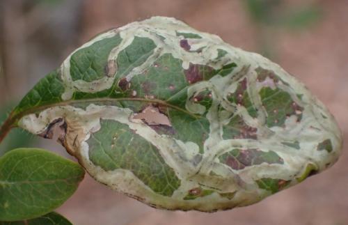 Chromatomyia aprilina